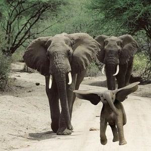 Meet your Posher, Abril